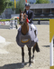 vincenzo_v._numero_uno_winner_of_the_linz_2008_young_horses_finals