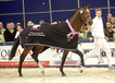 vincenzo_v.numero_uno_x_ekstein_at_the_kwpn_stallion_approval_in_den_bosch_stallion_champion_2005